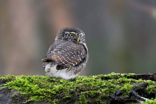 Сыч и декабрьская зелень