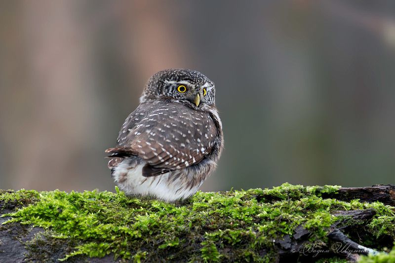 воробьиный сычик Сыч и декабрьская зелень фото превью