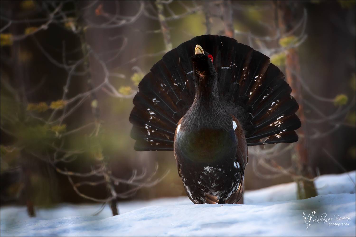 , Лобанов Роман