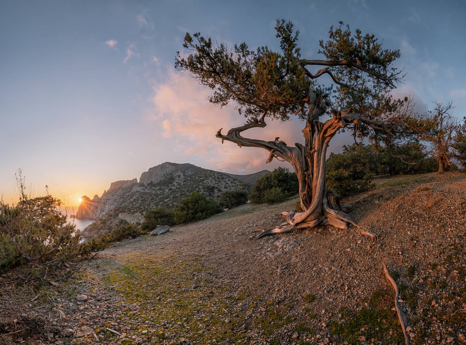 крым, новый свет, можжевеловая роща, закат, январь, Мысливцев Николай