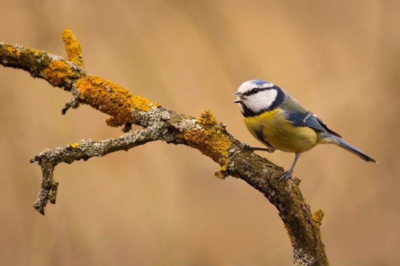 Titmouse фото превью