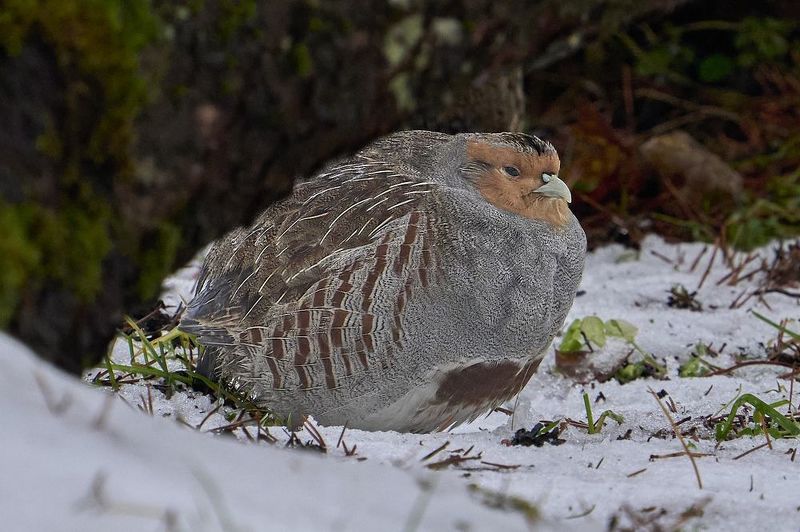 Grey Partridge. фото превью