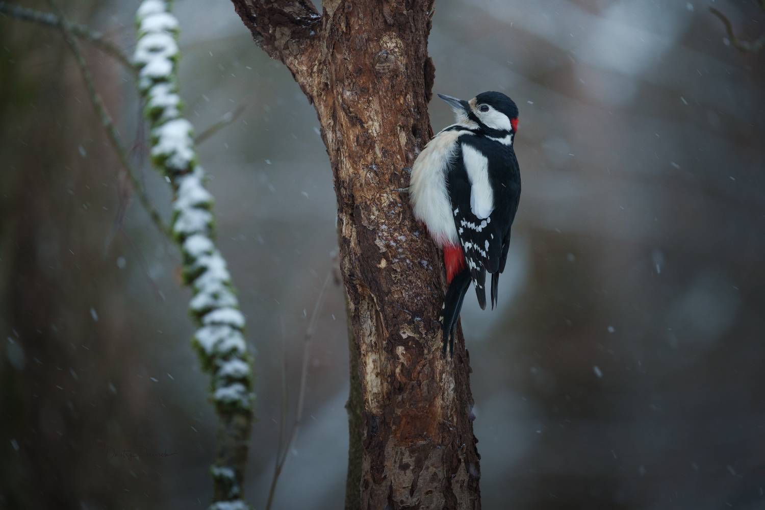природа, лес, поля, огороды, животные, птицы, макро, Посевич Дмитрий