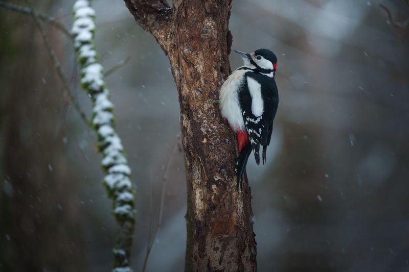 природа, лес, поля, огороды, животные, птицы, макро В меру упитанный мальчик ;) фото превью