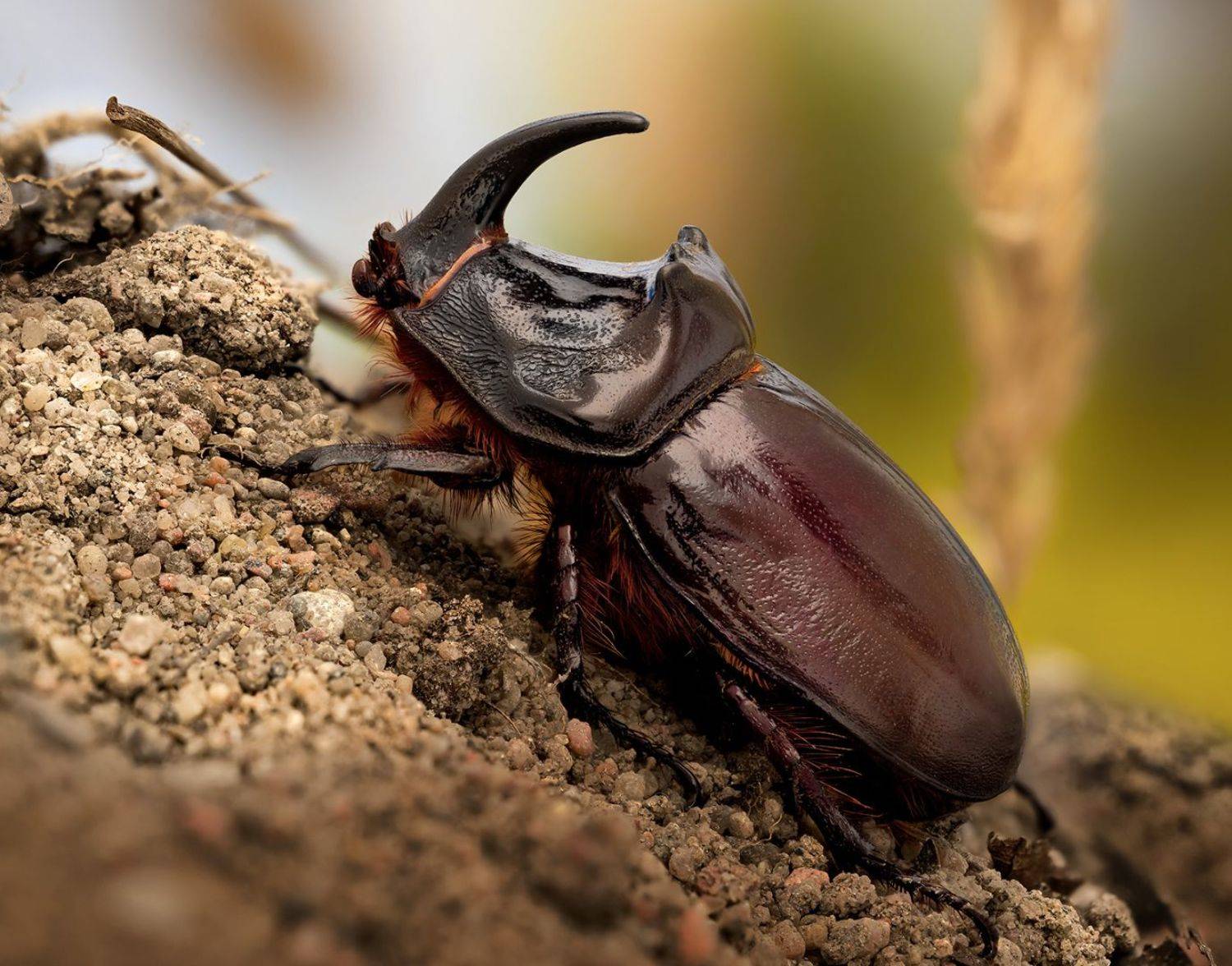coleoptera, scarabaeidae, oryctes nasicornis, жук носорог, vabalas raganosis, Kavaliauskas Eugenijus