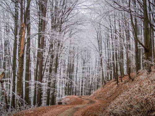 Old road in the frozen forest