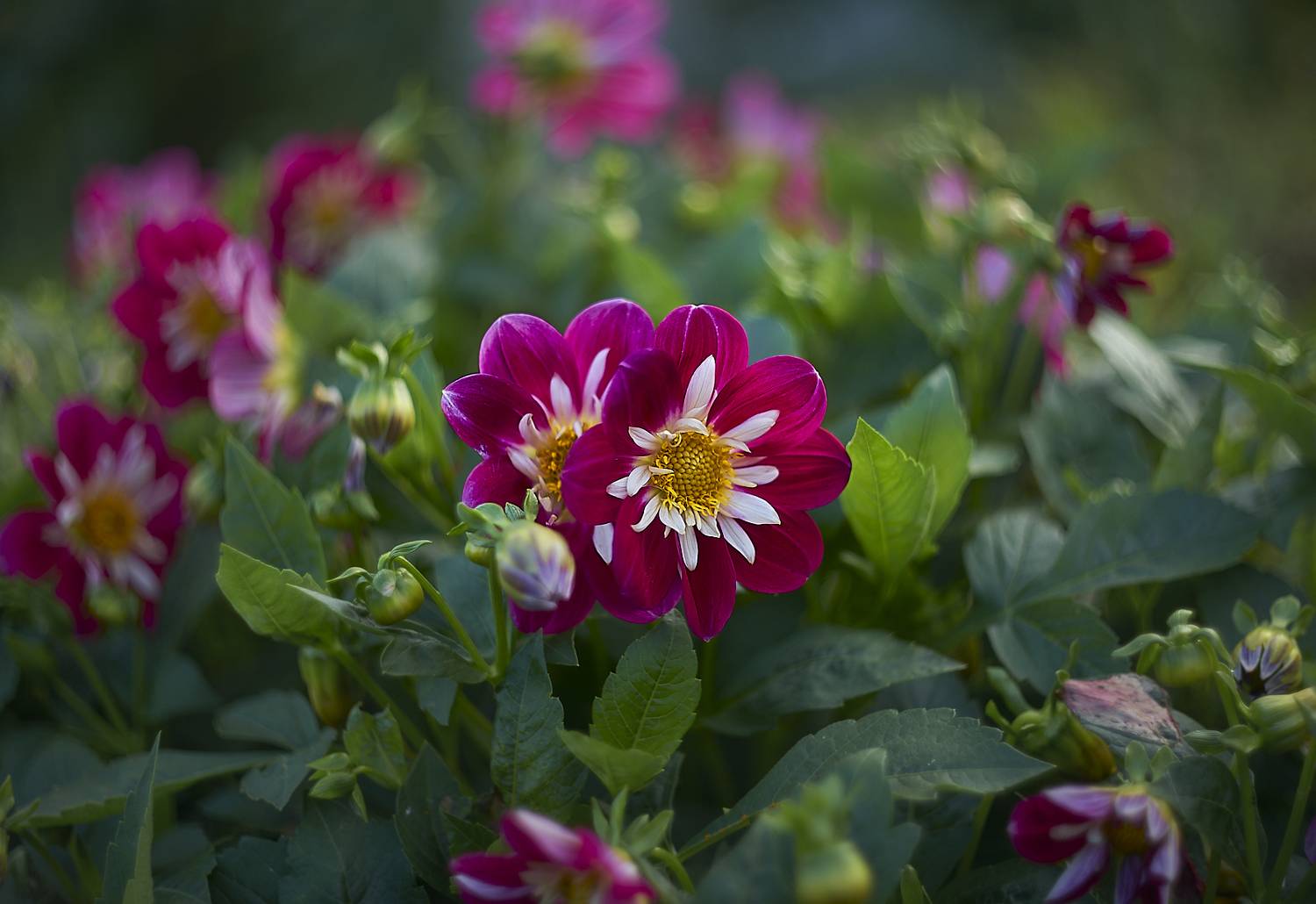 гелиос 44, Vlad