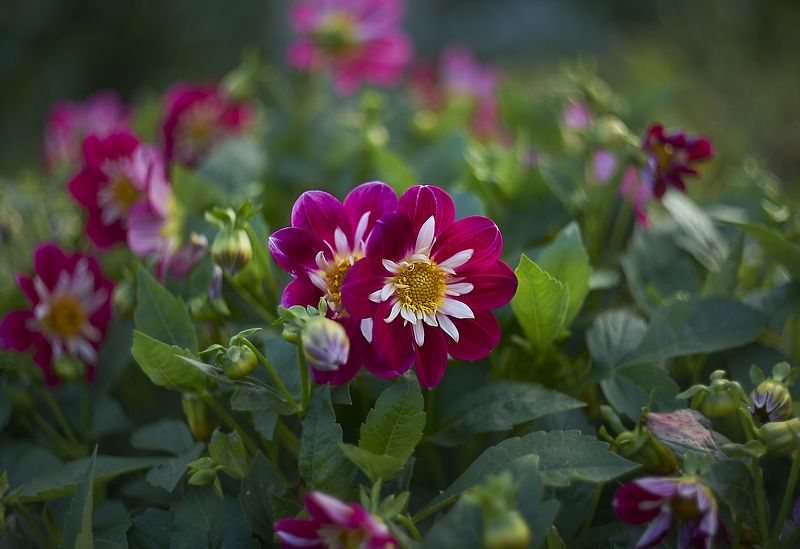 гелиос 44 георгина \