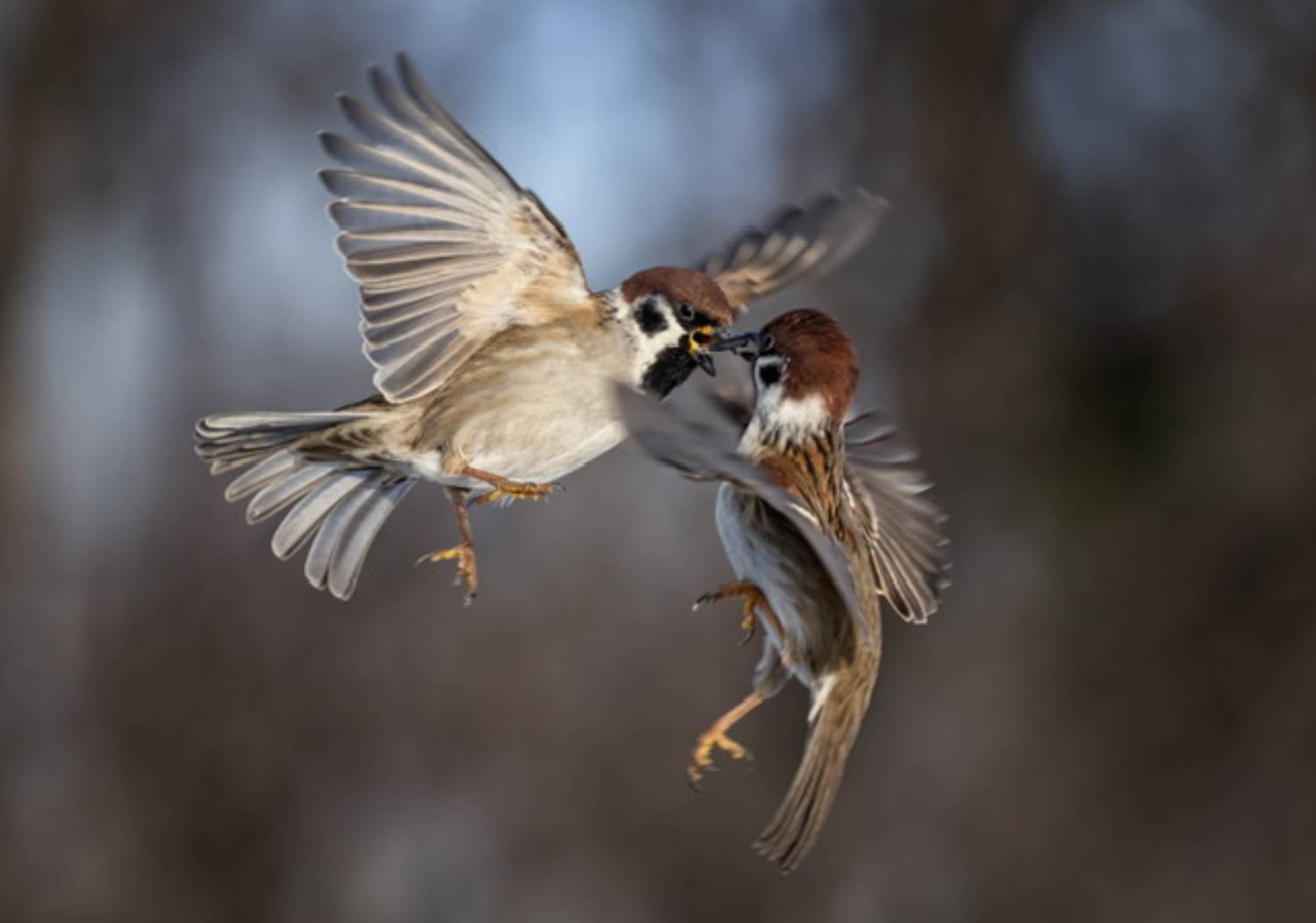 воробьи, Наталья