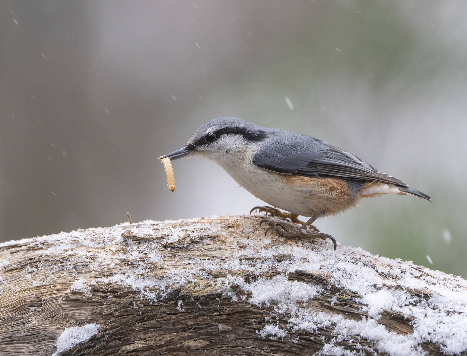 птицы,природа, зима, Андрей Киселёв