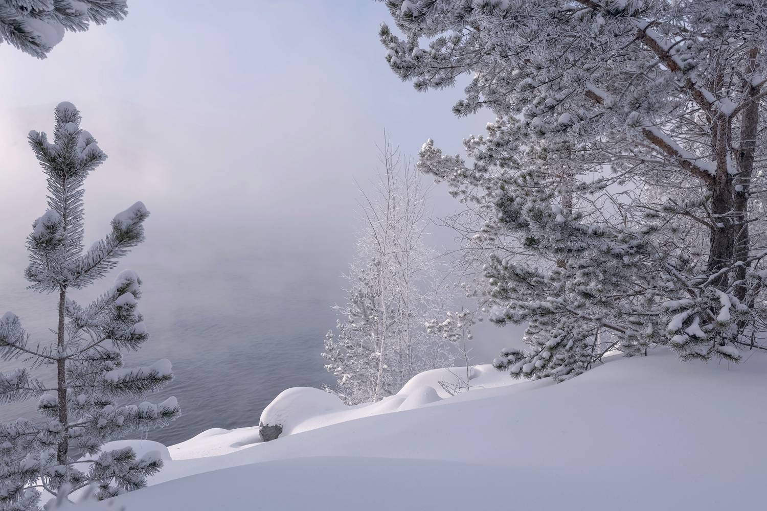 сибирь, иней, река, мороз, испарение,  деревья, енисей, Фомина Марина