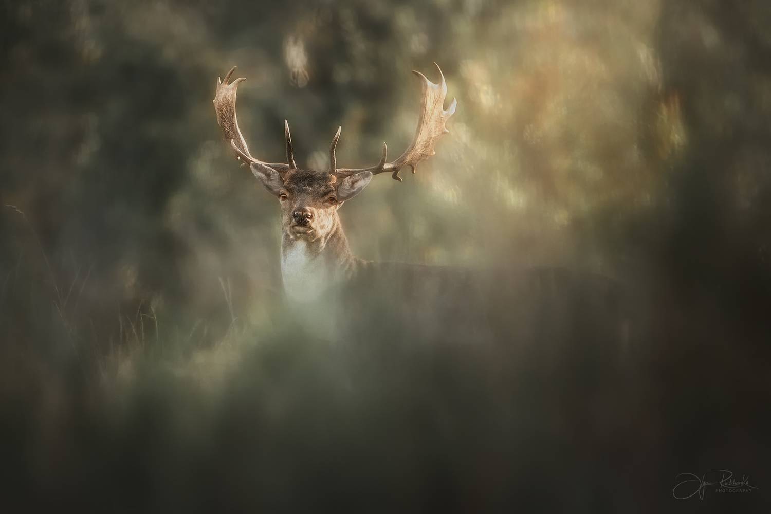 лань, беларусь, красный бор, олень, осень, doe, Рудченко Ольга