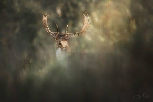 Глаза в глаза