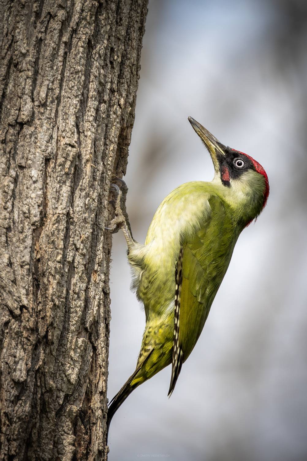 дятел, птица, животные, природа, Дмитрий Несветайлов