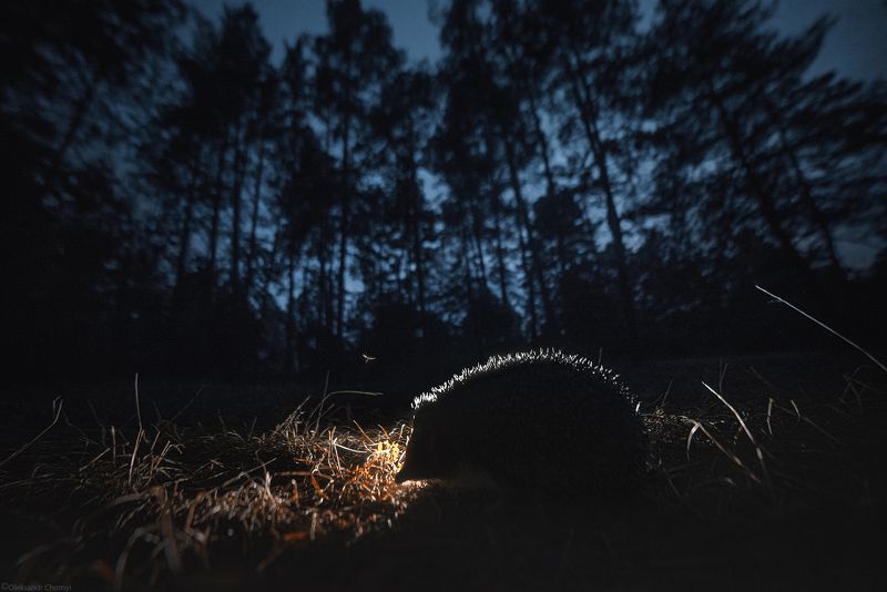 темный лес, атмосфера, тайна, загадка, контровой свет, волшебство, дикая природа, сказка, тишина, шорохи, ежик, ночь, фотограф чорный, саша чорный, коростышев, украина, \
