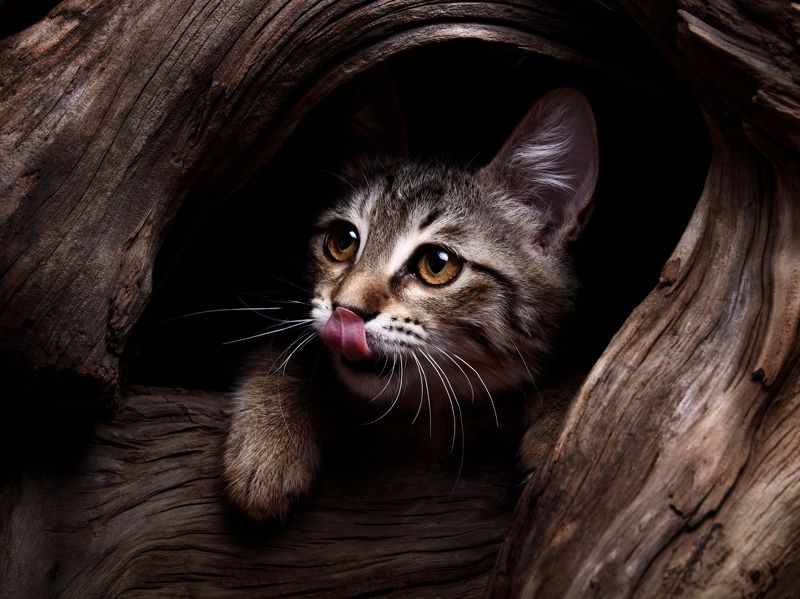 кот, животное Котенок Кузя фото превью