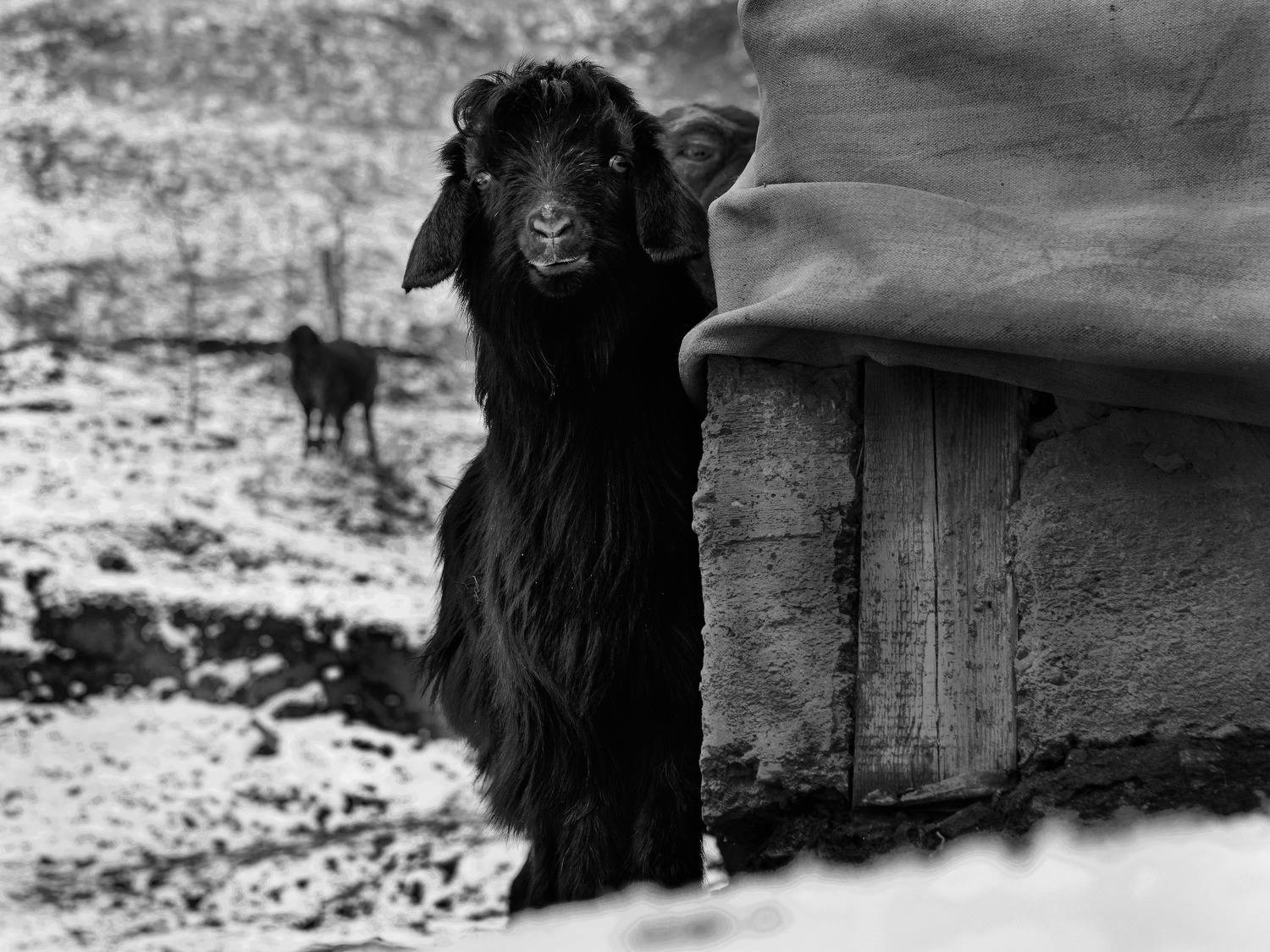 black and white, Evgeniy Savikov