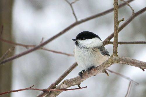 Пухляк (Poecile montanus)