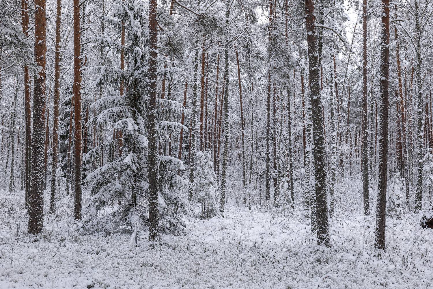 , Гордон Николай