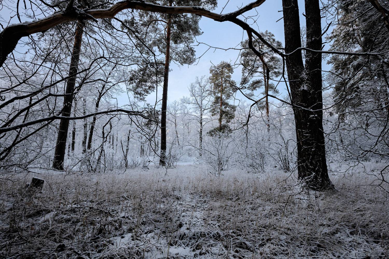 , Александр Бредихин