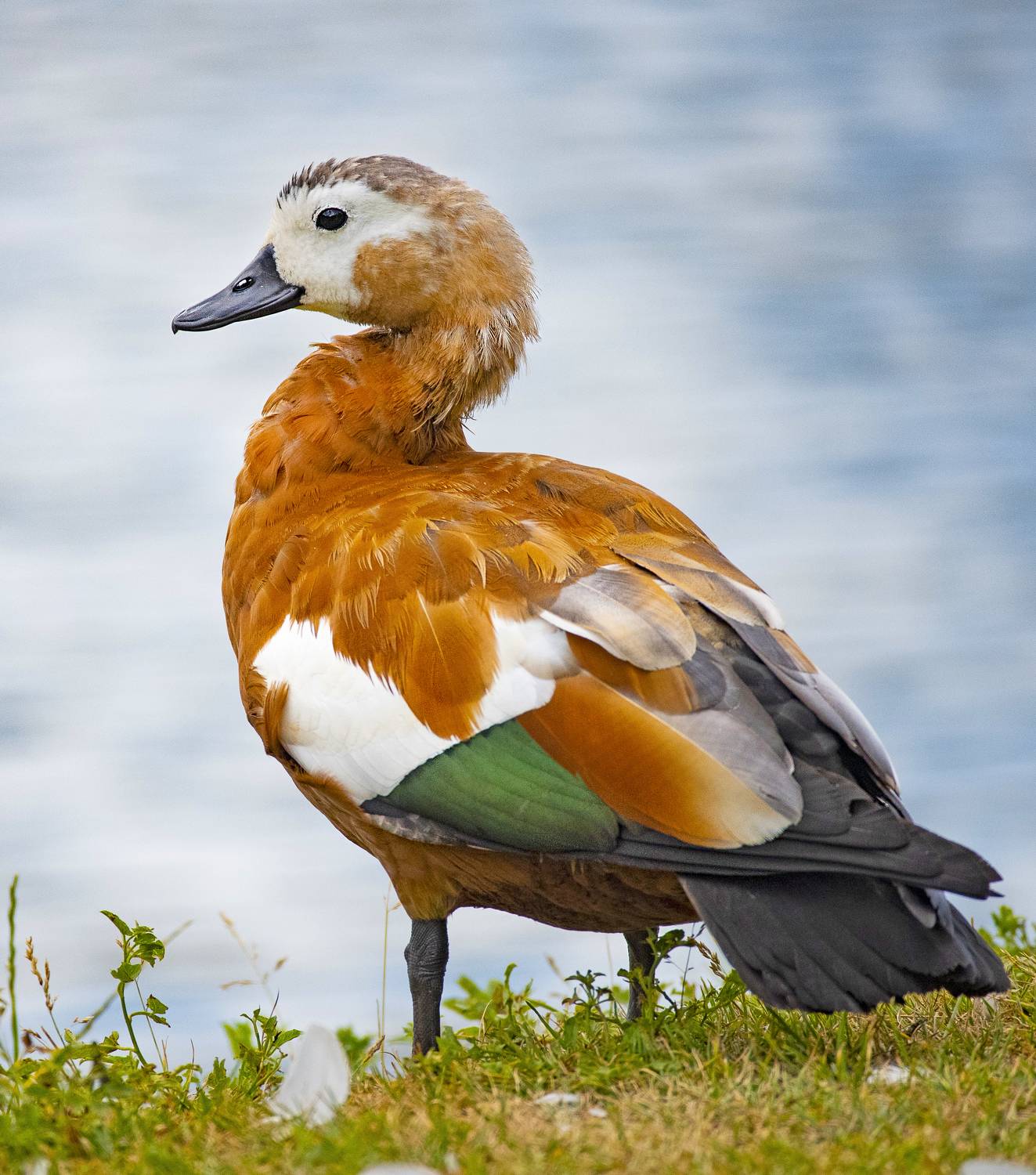 огарь, Lena Gurdina