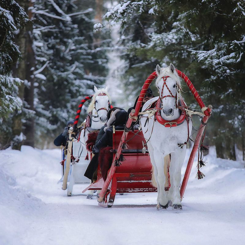 лошади, прогулка, сани, лес, зима, horses, forest, winter, nature Волшебная прогулка фото превью