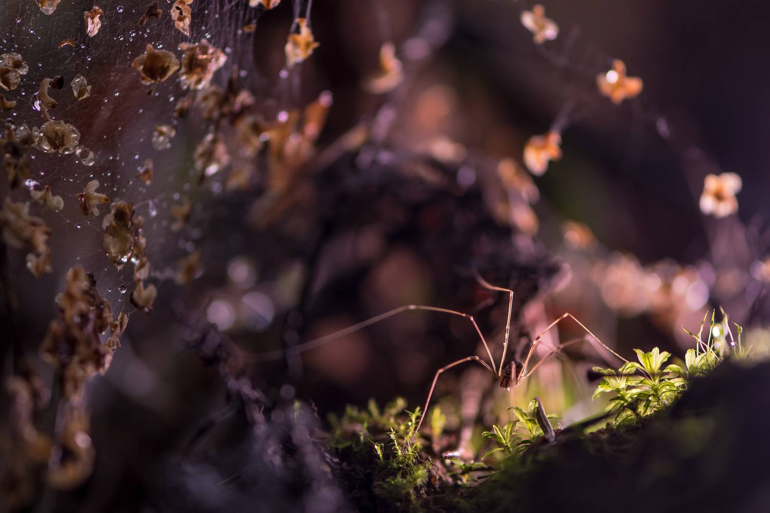 Сенокосец, Соварцева Ксения