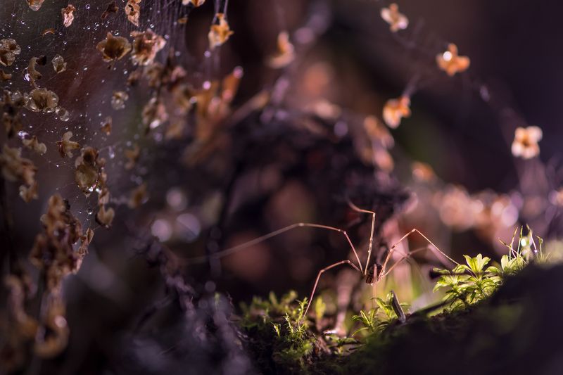 Сенокосец Тропою троллей фото превью