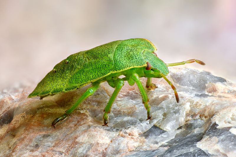 Клоп фото превью