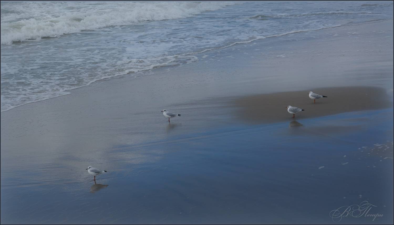 море, чайки, песок, Вера Петри