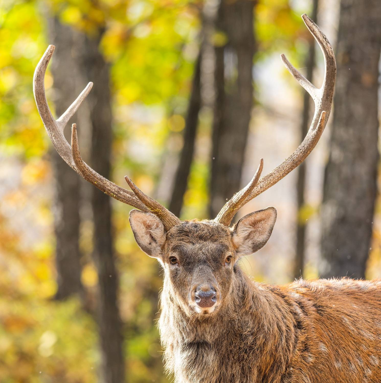 приморский сафари парк, Дэм Константин
