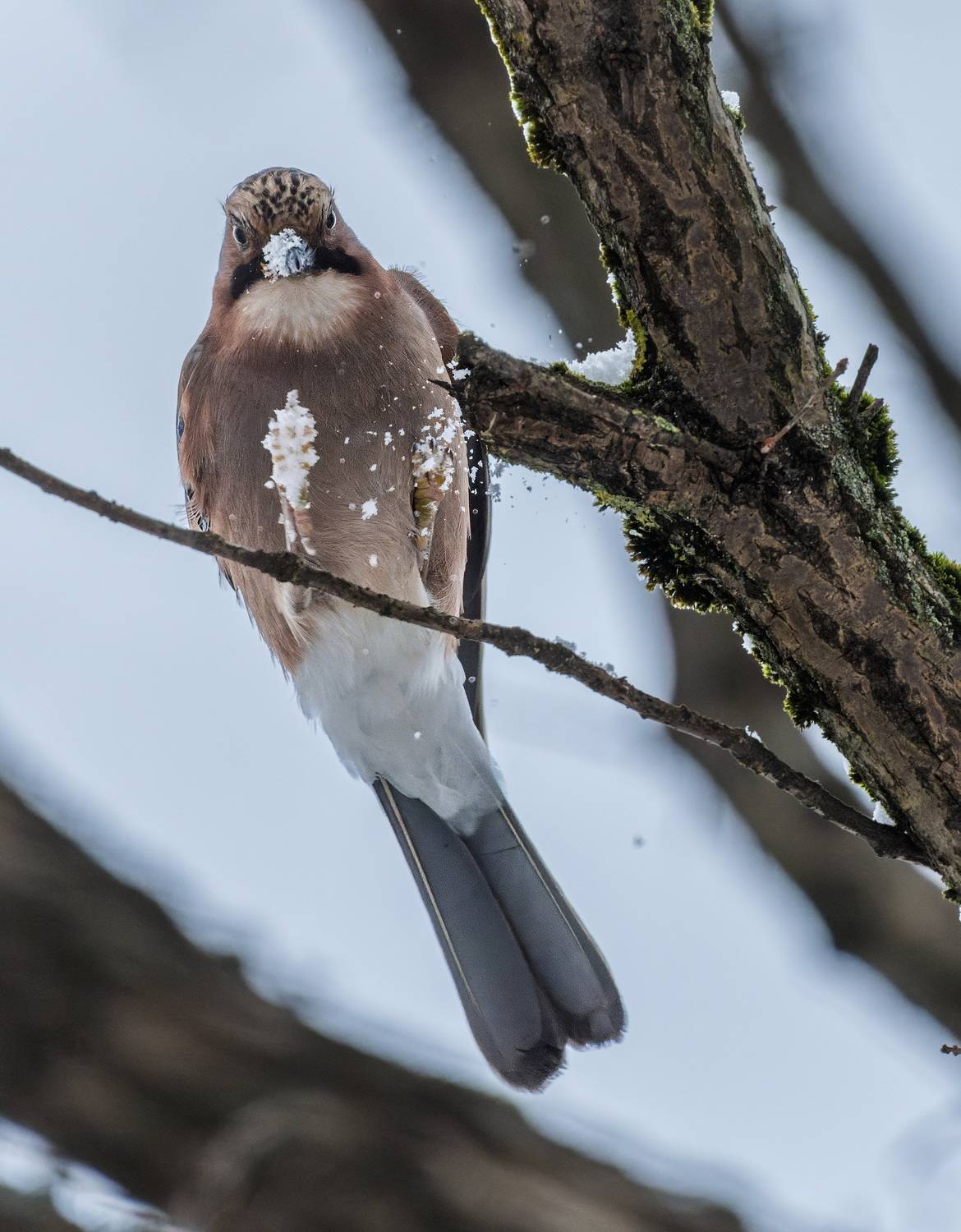 , Дэм Константин