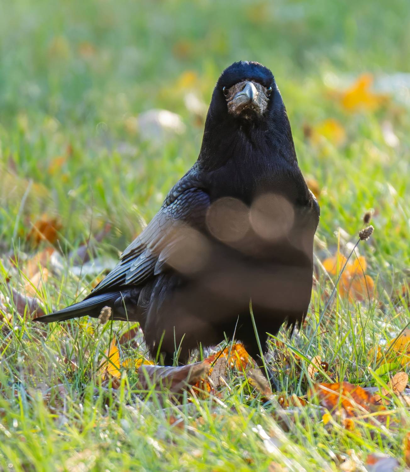 , Дэм Константин