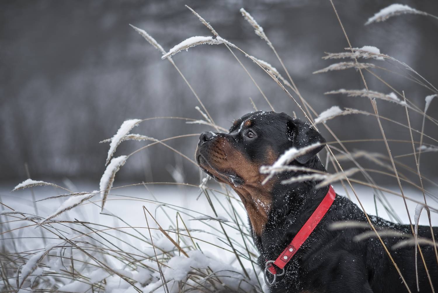 , Яна Кудлай