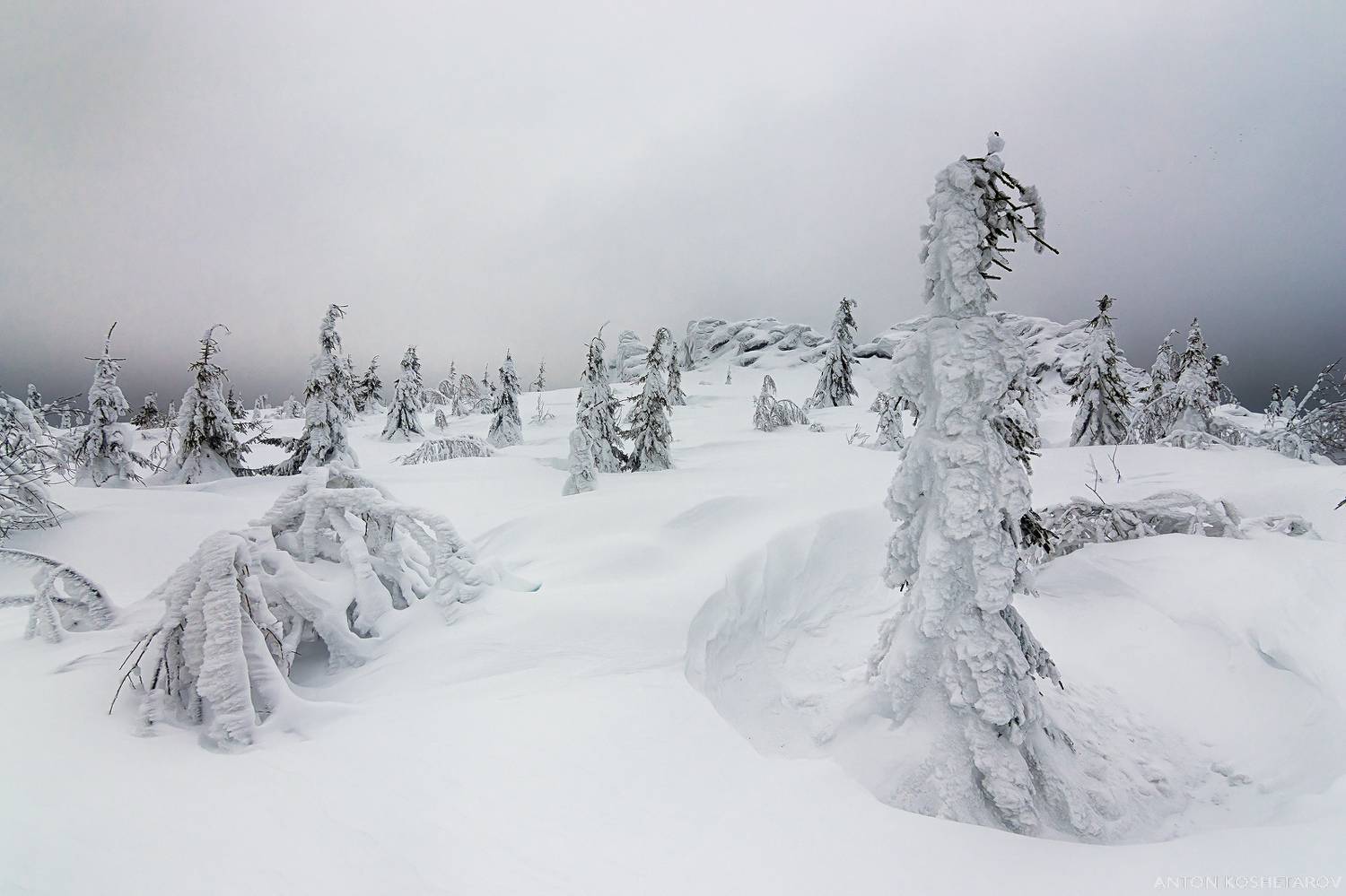 , Антон Кошетаров