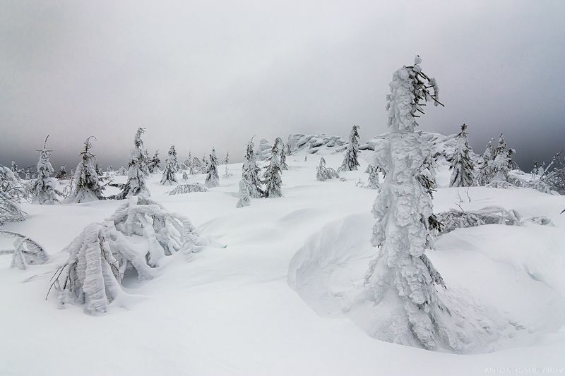 Природный ч/б фото превью