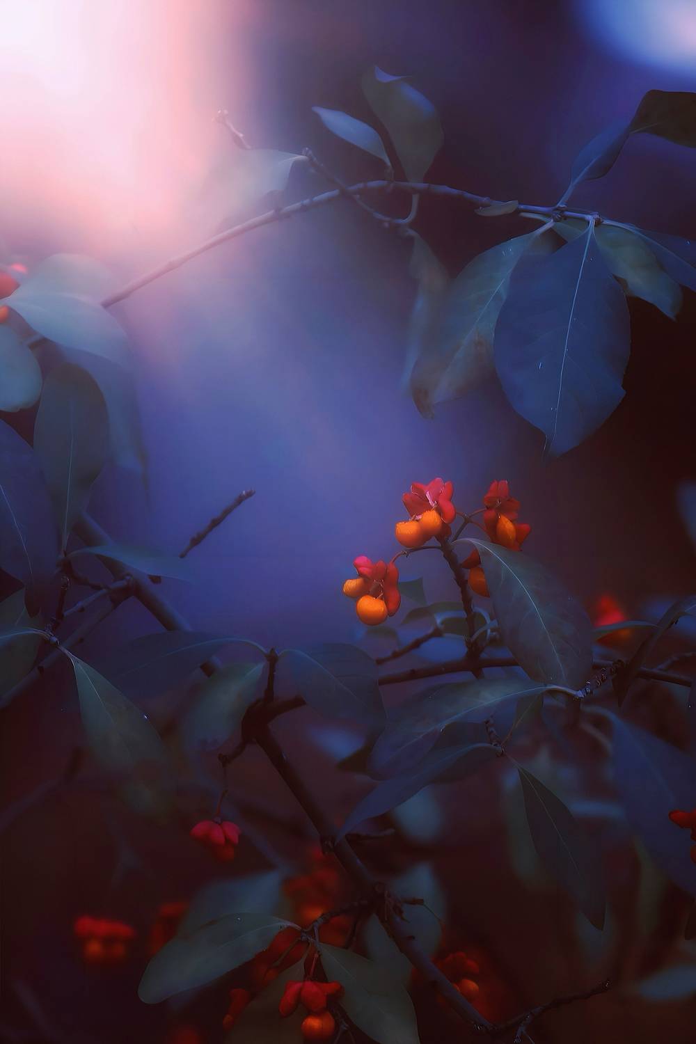 макро, macro, nature, природа, осень, autumn, золотаяосень, goldatum, бересклет, Julia Kaissa