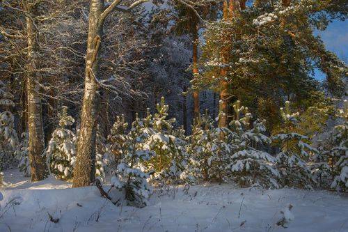 Здесь меж зрелых сосен и берез сосновый молодняк подрос.
