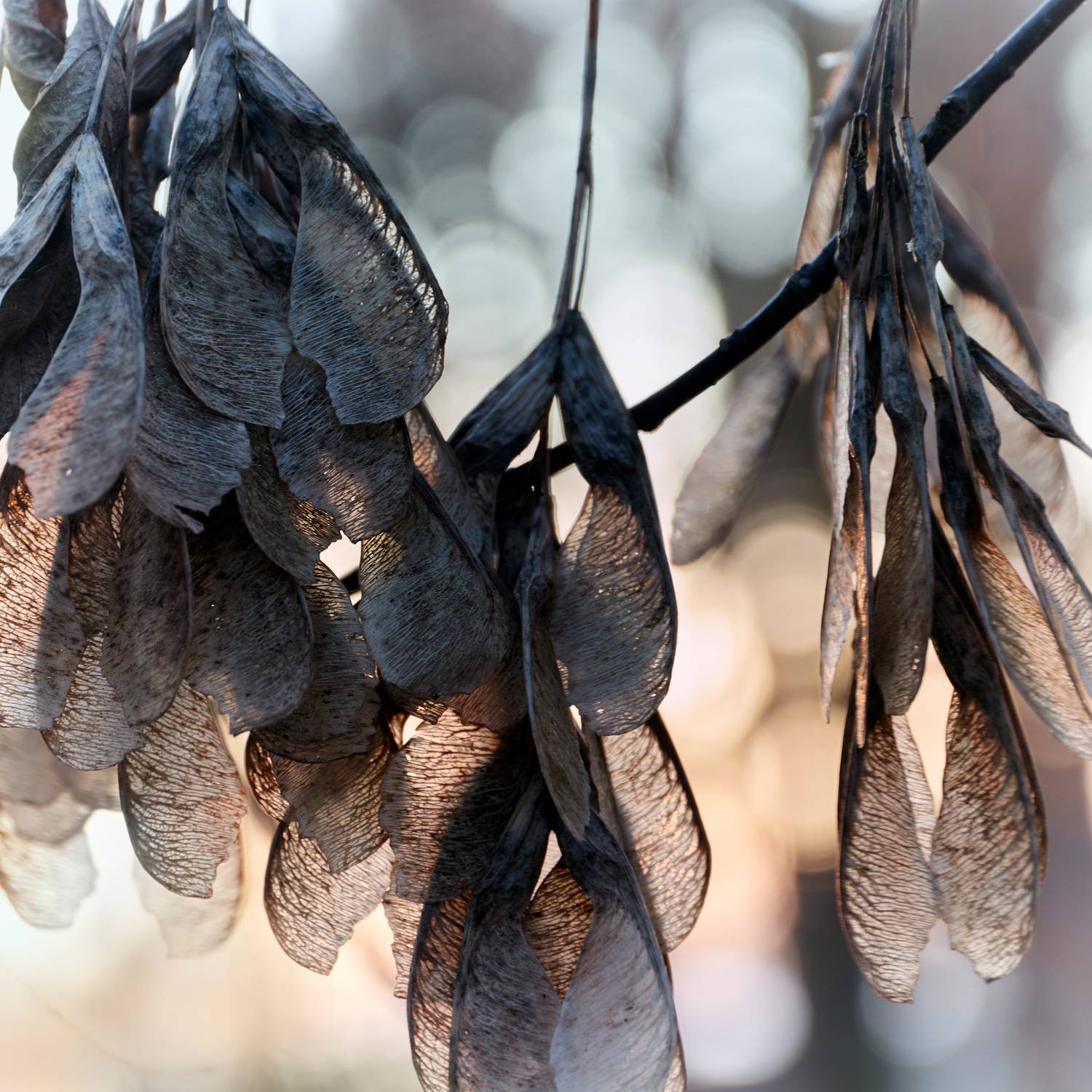 зима, лес, свет, Валерий Вождаев
