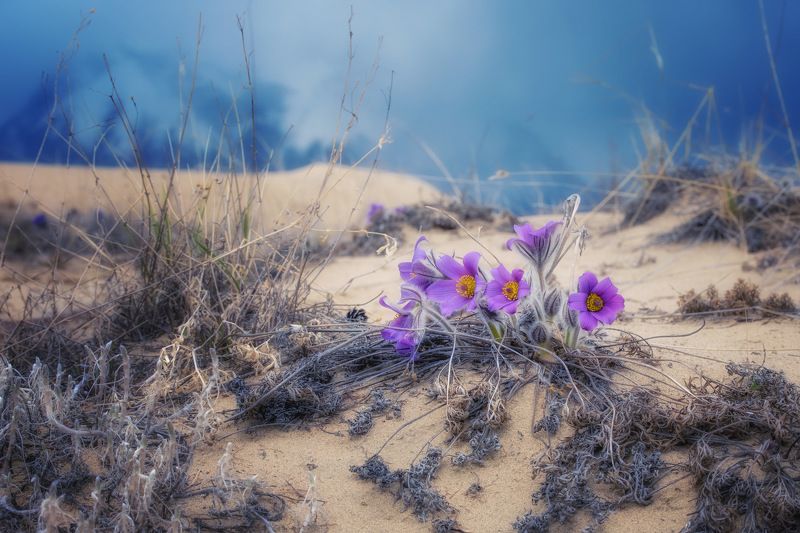 цветы на песке фото превью