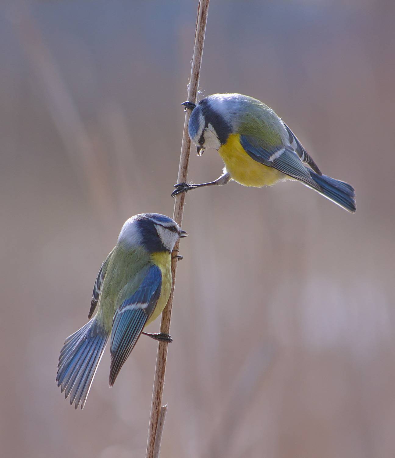 parus caeruleus, лазоревка,, sergey izoya