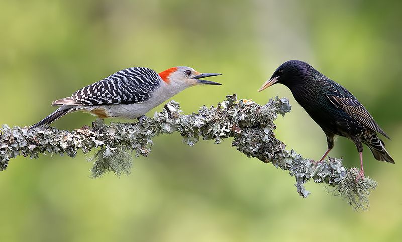 wild, дикие птицы, птицы, bird BIrds - Птицы фото превью