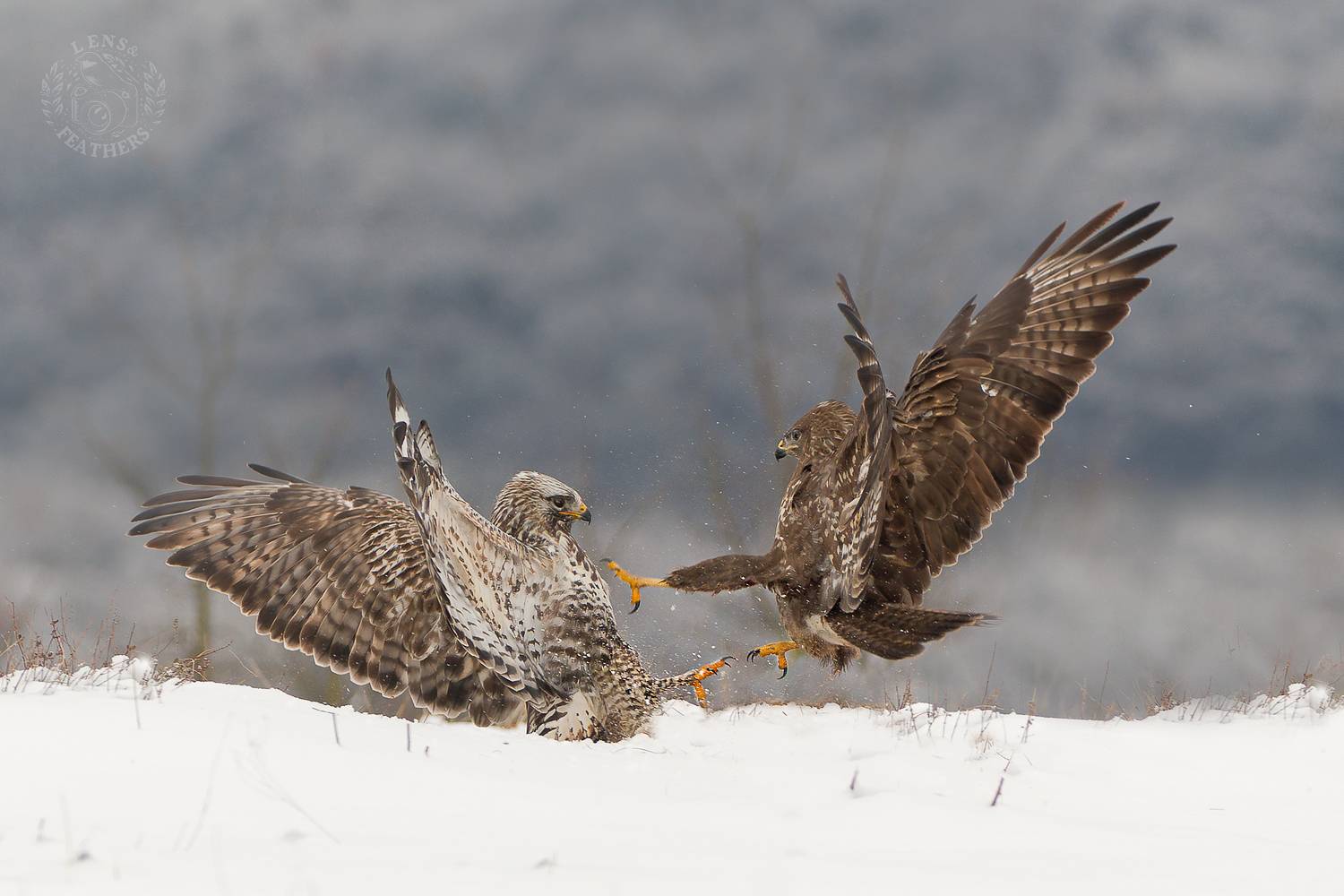 , Евгени Стефанов