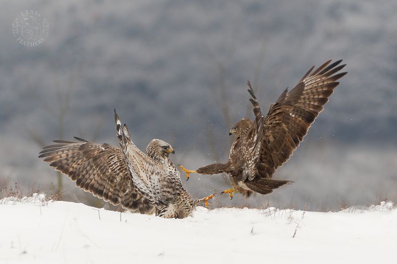 Канюк - Lens and Feathers фото превью