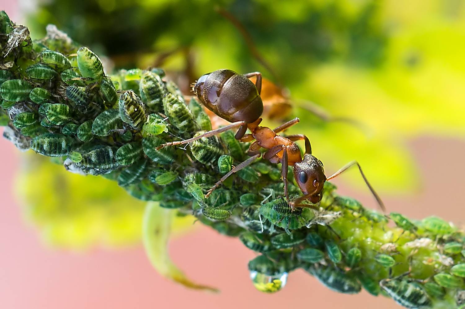лето, утро, август, муравей, тля, Борис Новиков