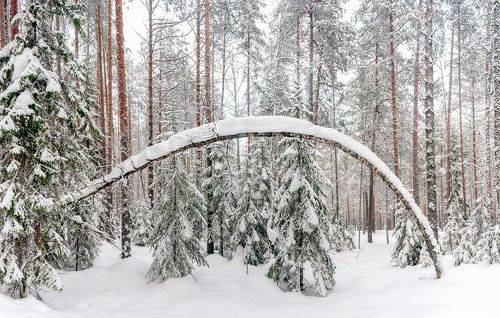 По сосновому лесу на лыжах.
