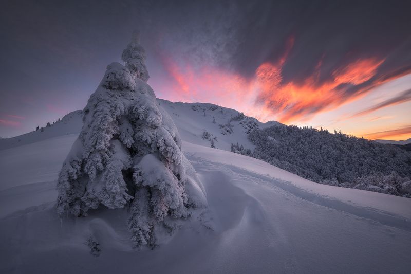 A cluttered pine tree from the Balkan фото превью