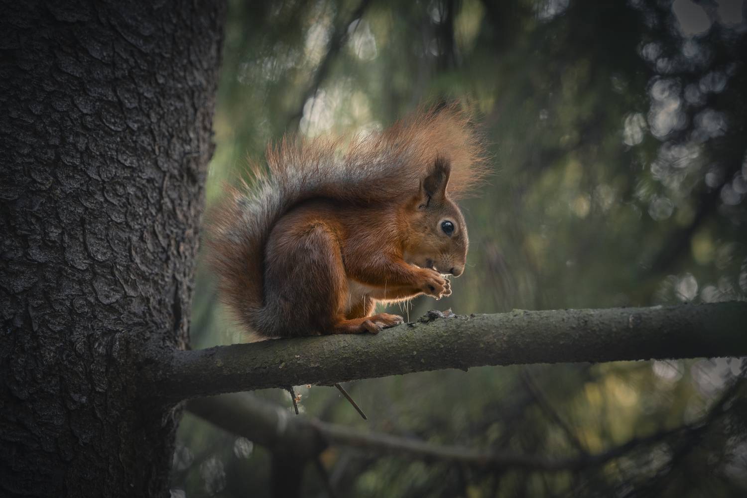александровский парк, санкт-петербург, Mikhail Ioannisian
