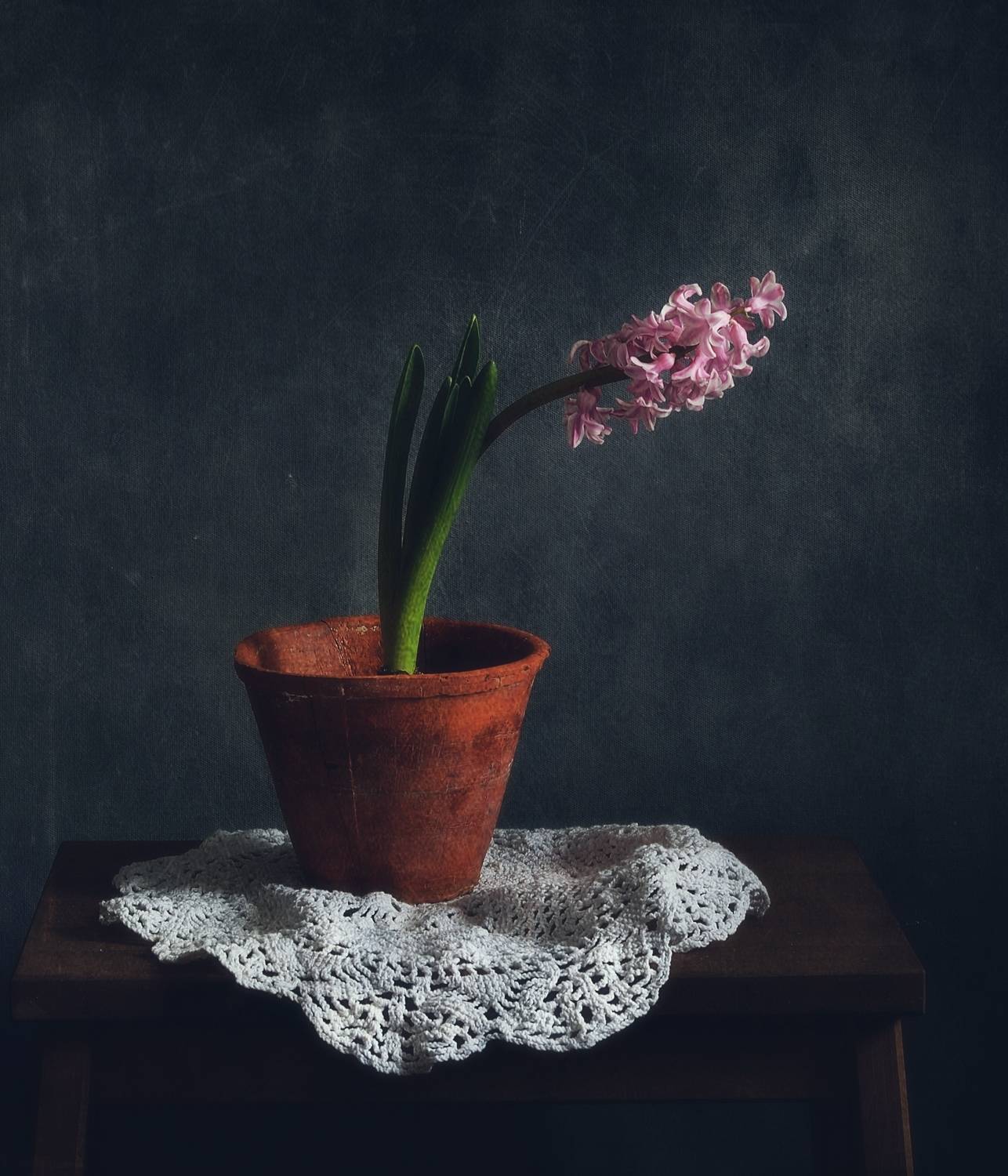 натюрморт,цветок,гиацинт,горшок, Наталия К