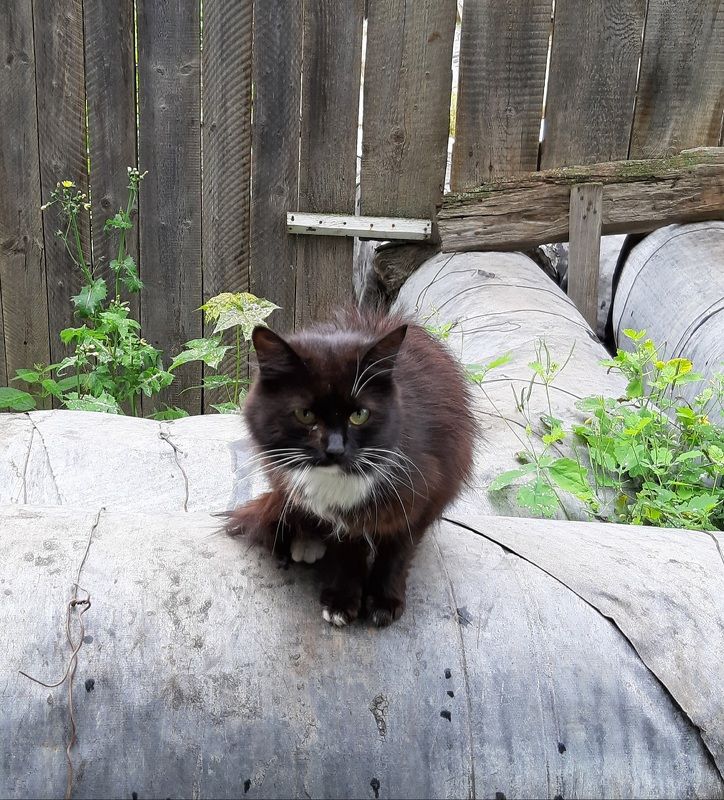 Котёнок в Суздале. Часть 2 фото превью